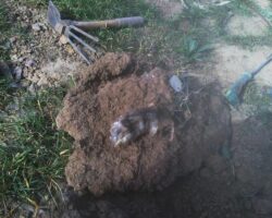 Animal Digging For Gopher