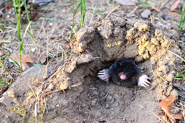 Rodent Removal in San Francisco, CA