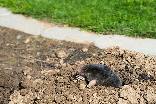 Rodent Removal in San Jose, CA