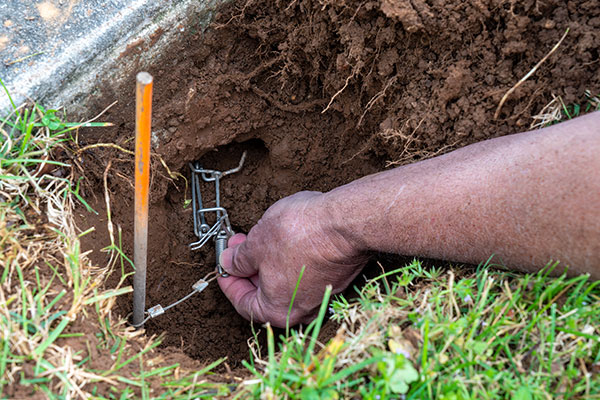 Rodent Removal in Danville, CA