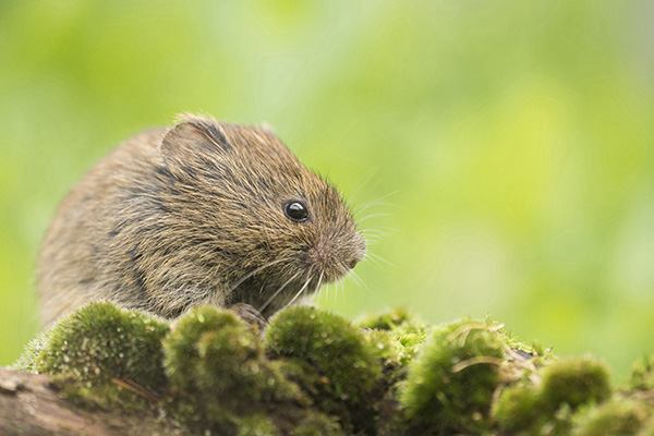 Rodent Removal in Berkley, CA