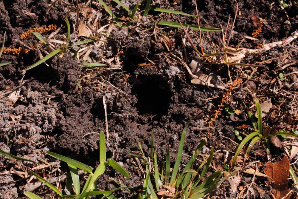 Ground Squirrel Hole